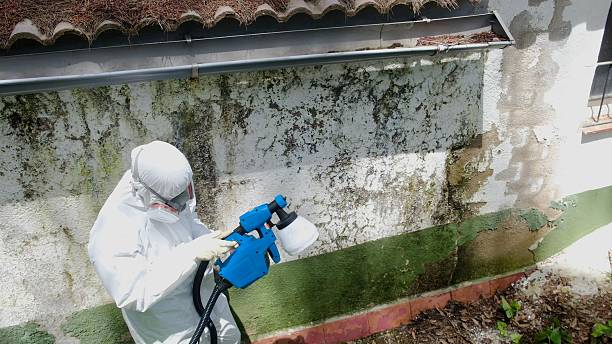 Mold Removal service in Abingdon